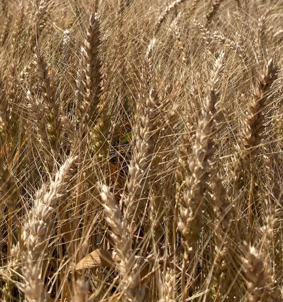 Weizen ganzes Korn 10 kg