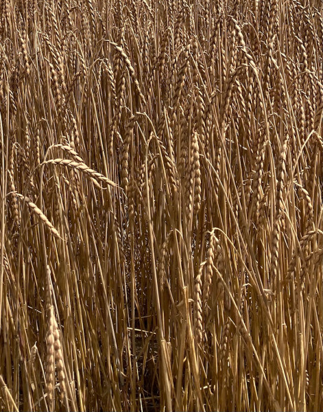 Dinkel ganzes Korn 25kg